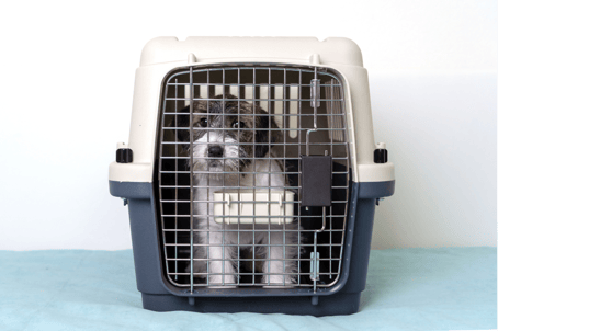 Fiberglass dog clearance crate